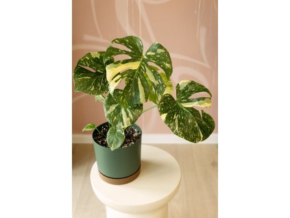 Monstera Deliciosa ‘Thai Constellation’