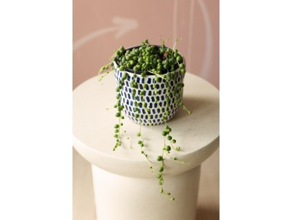 Senecio Rowleyanus - Starček