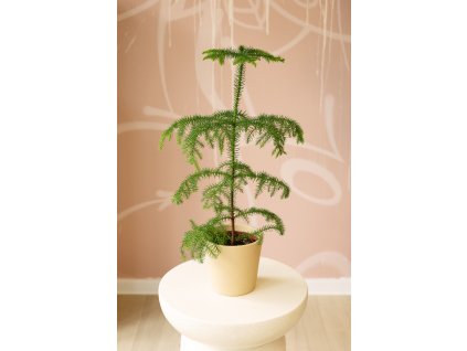 Araucaria Heterophylla