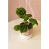Pilea Moon Valley