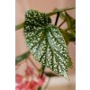 Begonia Albopicta