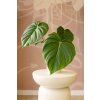 Philodendron 'McDowell'