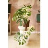 Monstera Deliciosa ‘Albo Variegata’