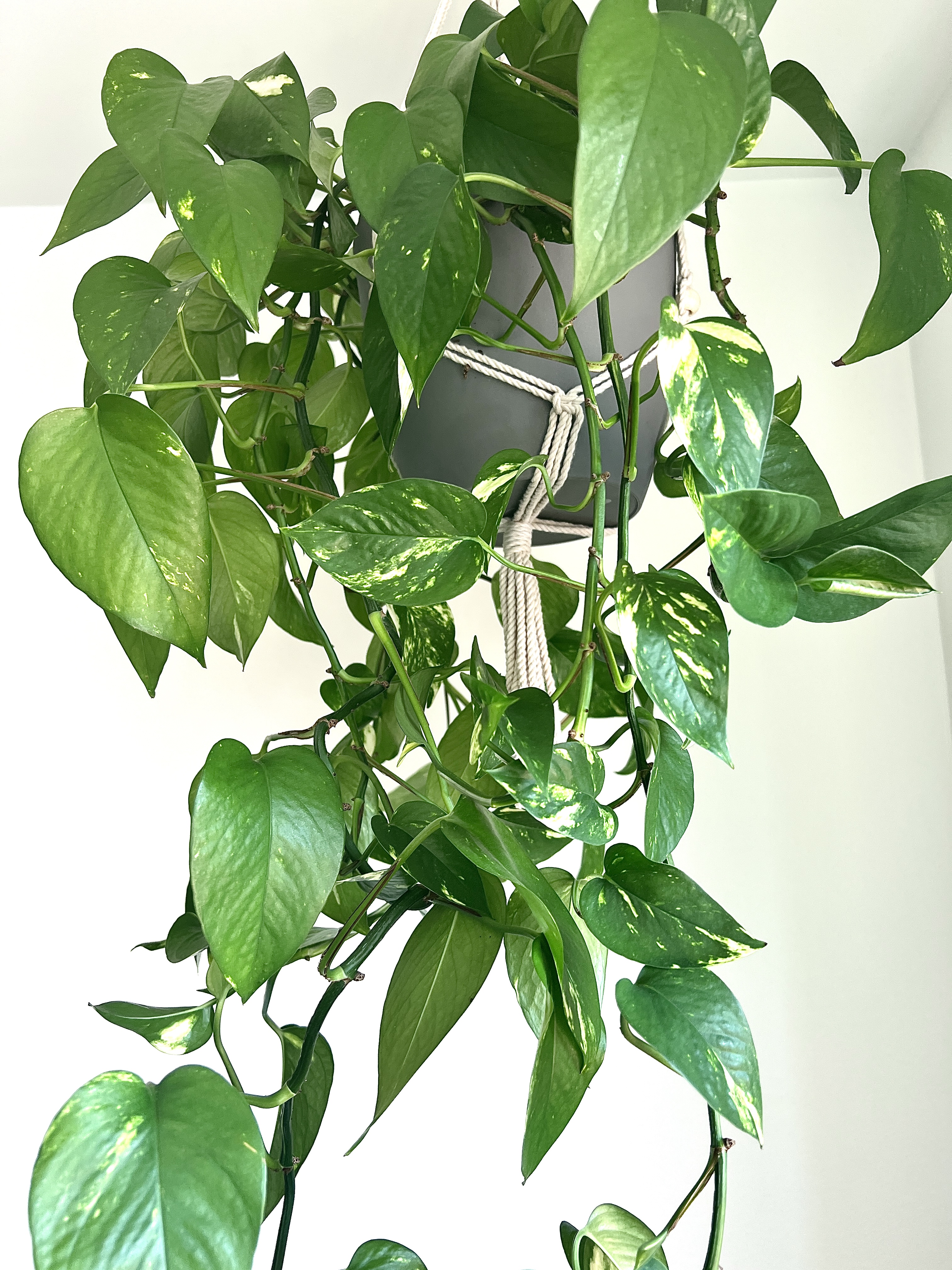 Epipremnum Aureum Golden - nestárnoucí klasika mezi rostlinami