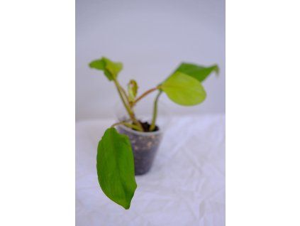 Rostlinka philodendron malay gold
