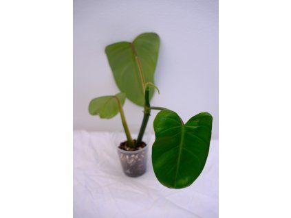 Rostlinka philodendron erubescens wild form