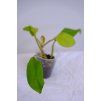 Rostlinka philodendron malay gold