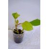 Rostlinka philodendron malay gold