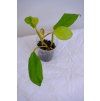 Rostlinka philodendron malay gold