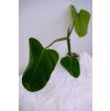 Rostlinka philodendron erubescens wild form