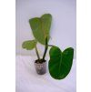 Rostlinka philodendron erubescens wild form