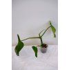 Rostlinka philodendron erubescens wild form