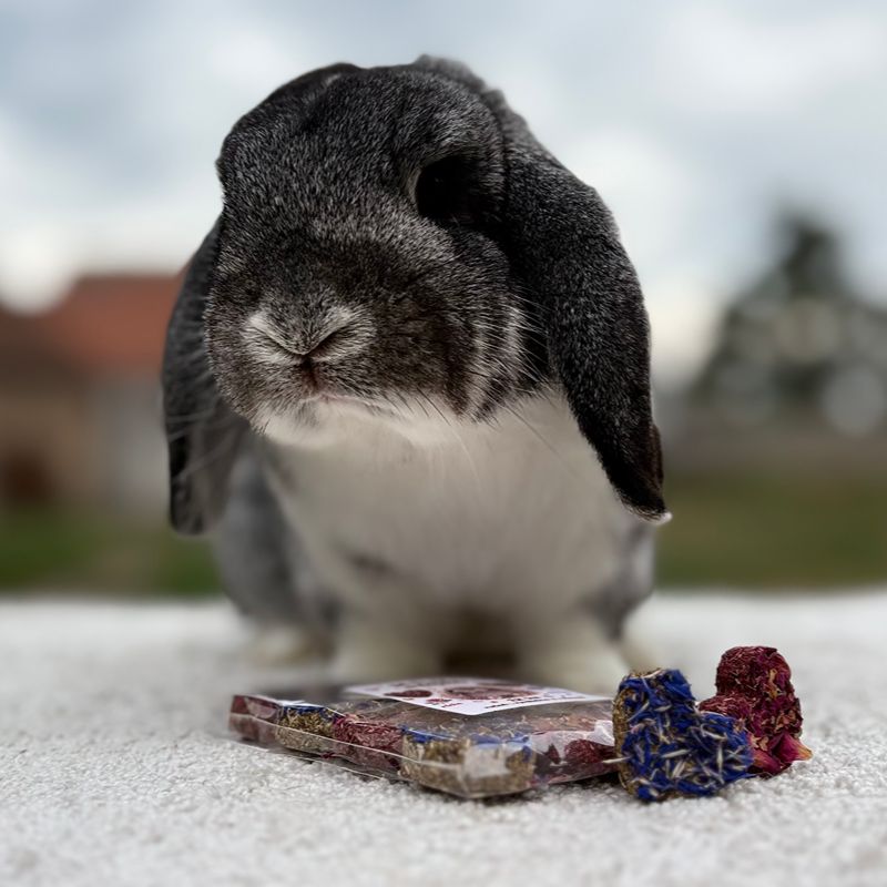 Králík ochutnávající produkty ZB MILVI