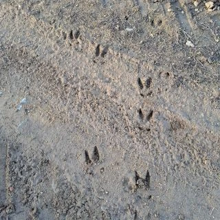 🐗 Zkoušeli jste někdy stopování zvěře? Může to být zajímavý zážitek, ale také je potřeba opatrnosti. Touto dobou se již...