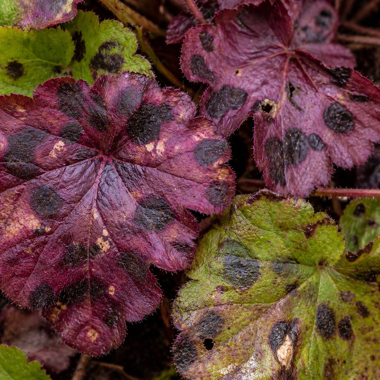 Choroby a problémy dlužichy (Heuchera) – hniloba, skvrny na listech a řešení