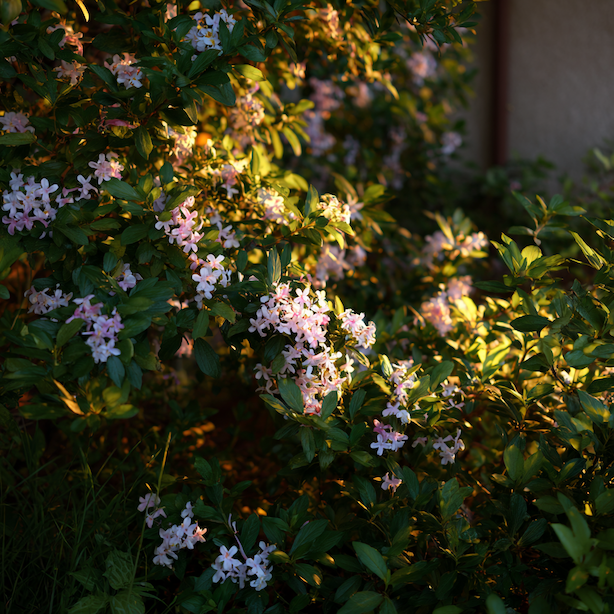 Abélie (Abelia) – přehled druhů a kultivarů
