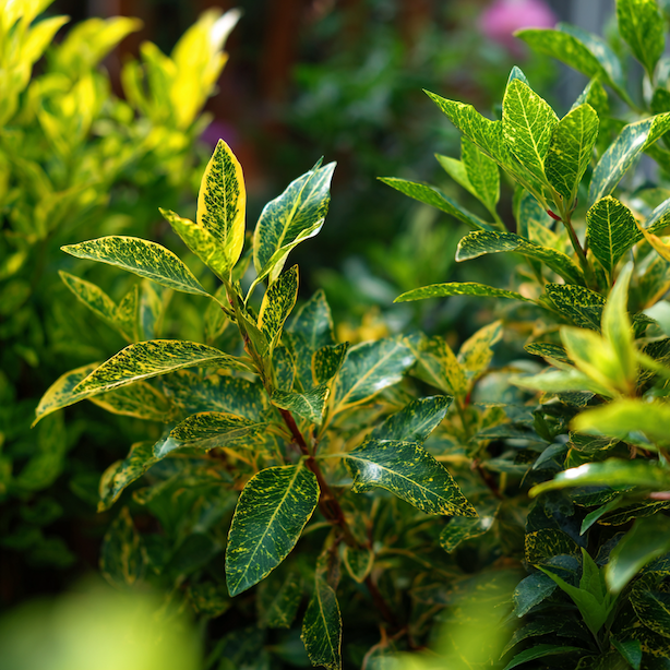 Aucuba – řez a tvarování: kdy zasahovat a kdy keř nechat růst