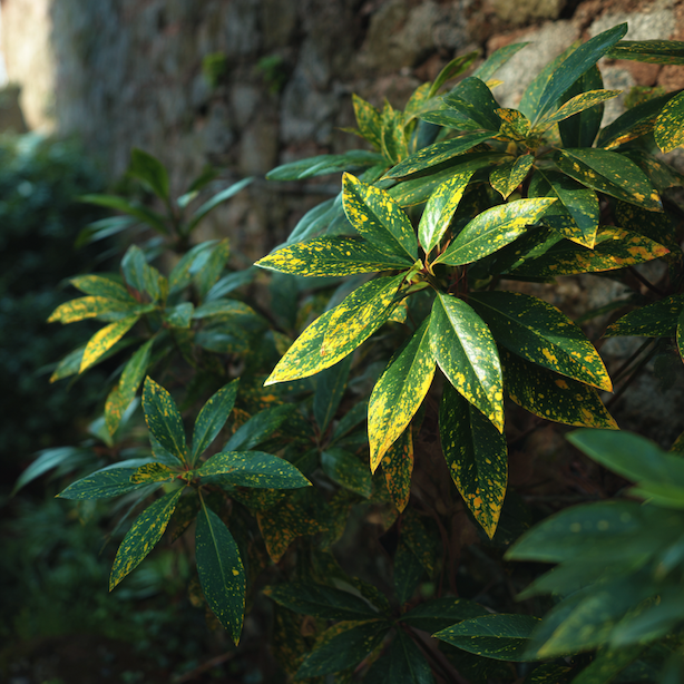 Aucuba – zálivka a voda: proč nesnáší sucho ani přemokření