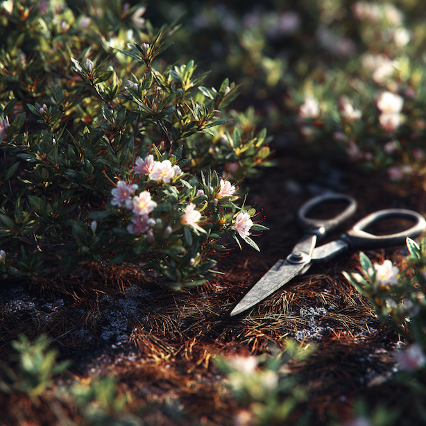 Azalky – řez a tvarování: kdy zasahovat a kdy je lepší nic nedělat