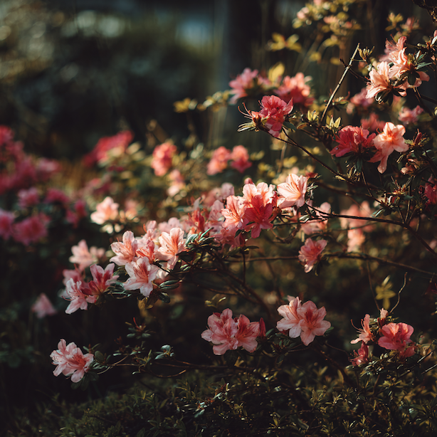 Azalky – stanoviště a půda: proč bez kyselého základu nikdy neporostou