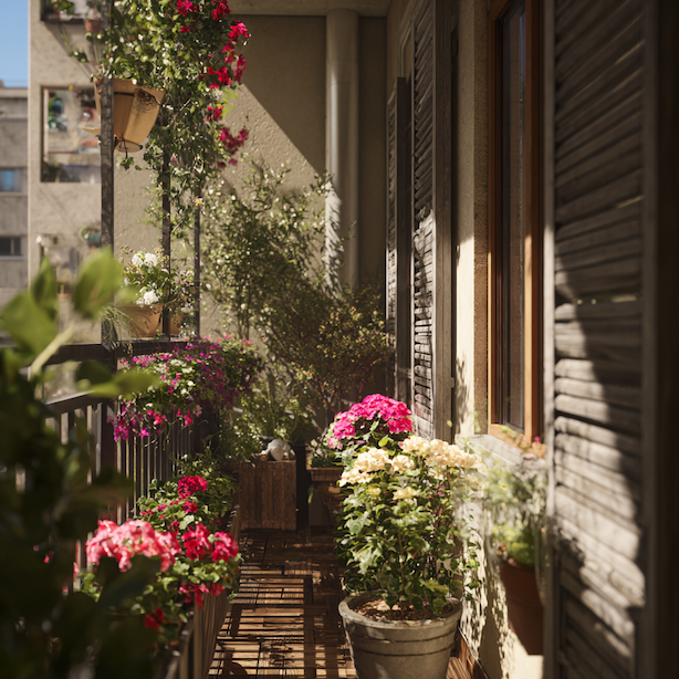 Balkon na jih, sever, východ a západ – jak se liší výběr rostlin