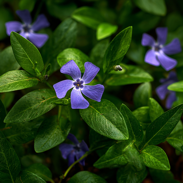 Barvínek menší (Vinca minor) – vlastnosti, kultivary a využití