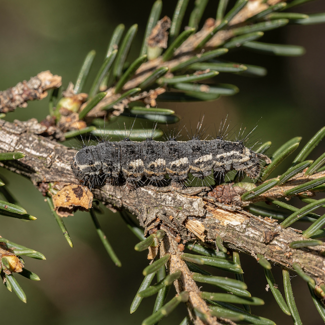 Bekyně mniška (Lymantria monacha) – housenky a holožír jehličnanů