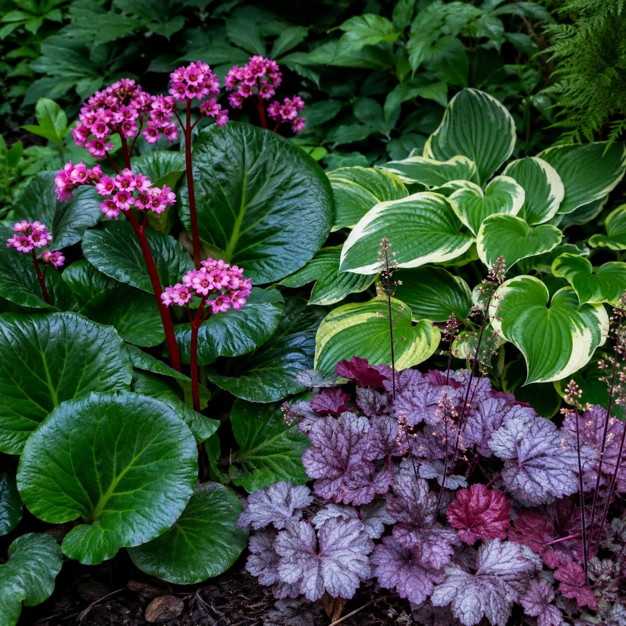 Jak kombinovat bergénii (Bergenia) – trvalky do stínu, podrostu i lemů záhonů