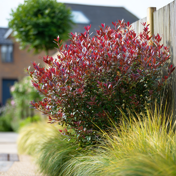 Blýskavka – keř, který mění barvu před očima