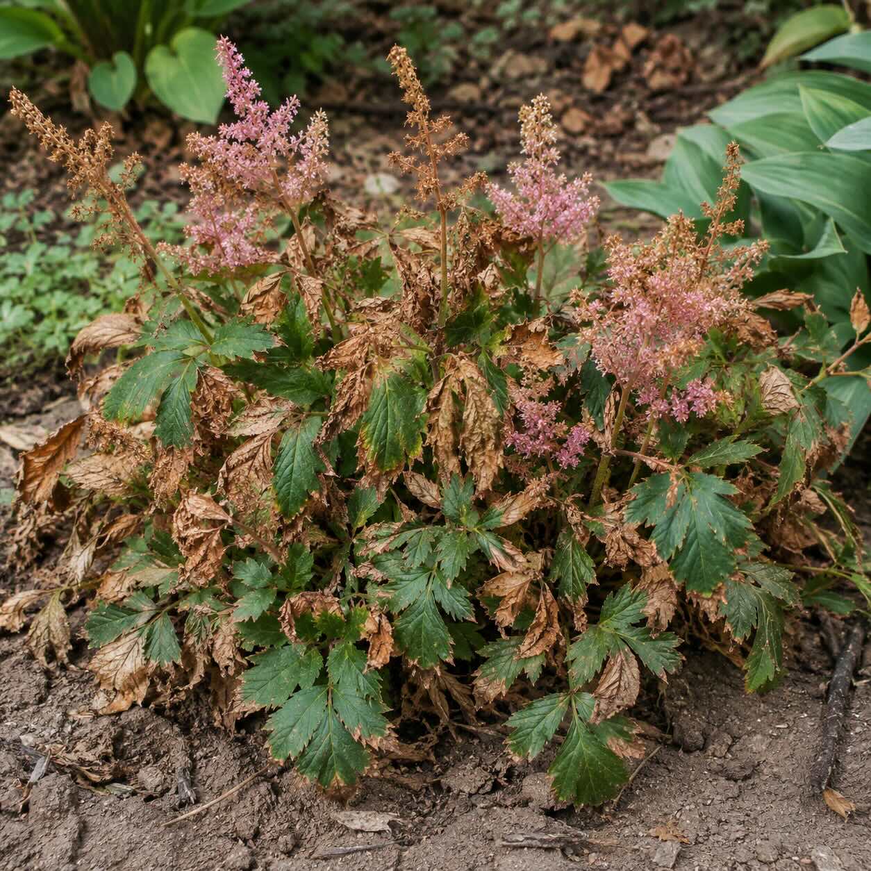 Choroby čechravy (Astilbe) – zasychání listů, slabé kvetení a problémy při pěstování