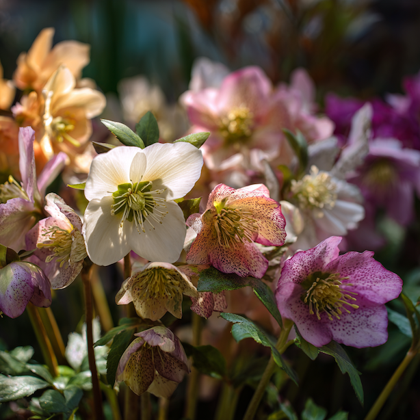 Druhy a hybridy čemeřic (Helleborus) – rozdíly v kvetení, růstu a listech