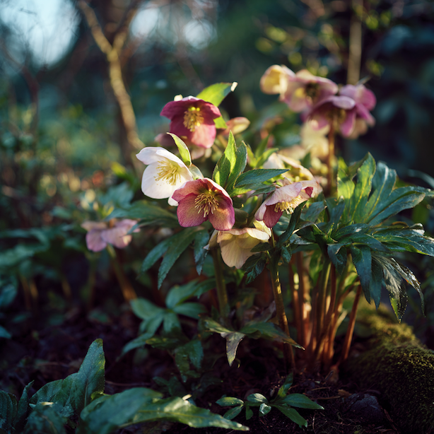 Čemeřice (Helleborus) – pěstování, stanoviště a základní péče