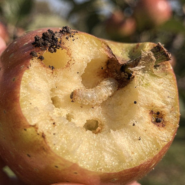 Obaleč jablečný (Cydia pomonella) – červivost jablek a ochrana stromů