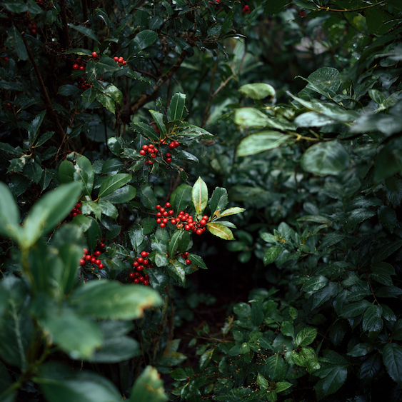 Cesmína (Ilex) – přehled druhů a nejpoužívanějších kultivarů