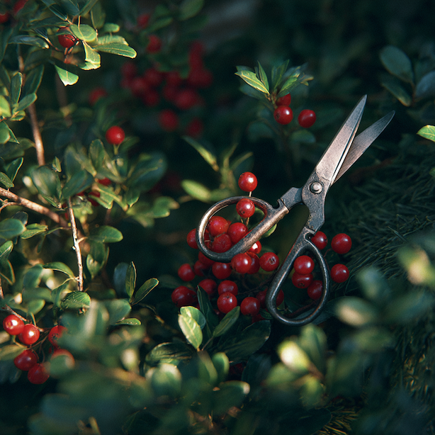 Cesmína (Ilex) – řez, tvarování a údržba keře