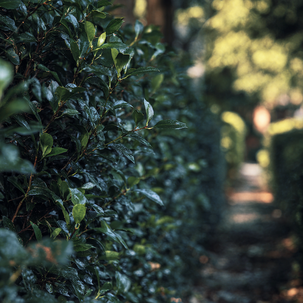 Cesmína (Ilex) – živý plot, rozestupy a využití v zahradní kompozici