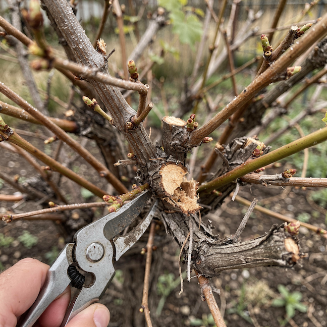 Nejčastější chyby při řezu vinné révy (Vitis vinifera) – co snižuje úrodu a vitalitu