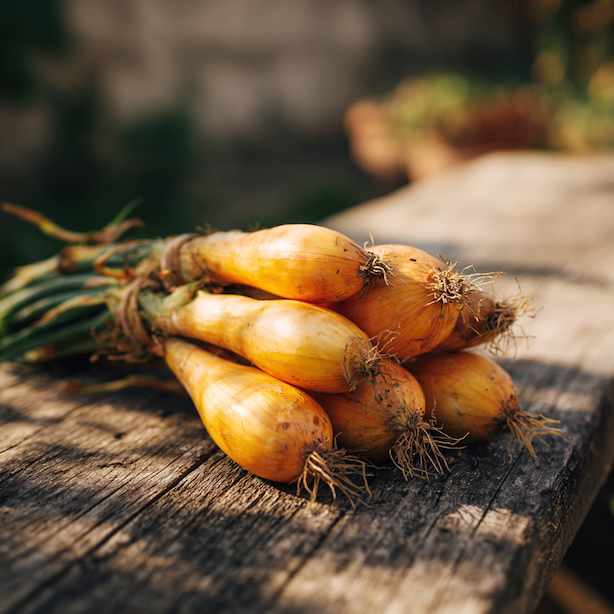 Cibule jarní Tosca – pěstování, výsev, péče a sklizeň dlouze oválné žluté odrůdy s výbornou skladovatelností