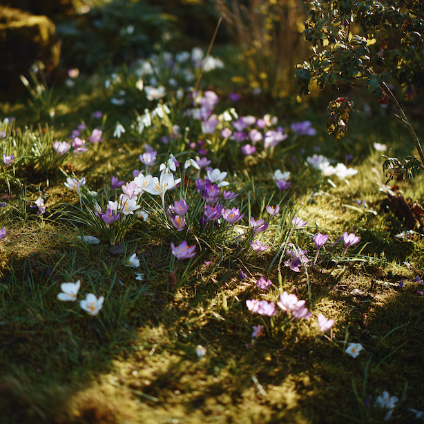 Cibuloviny do trávníku – přírodní efekt bez údržby