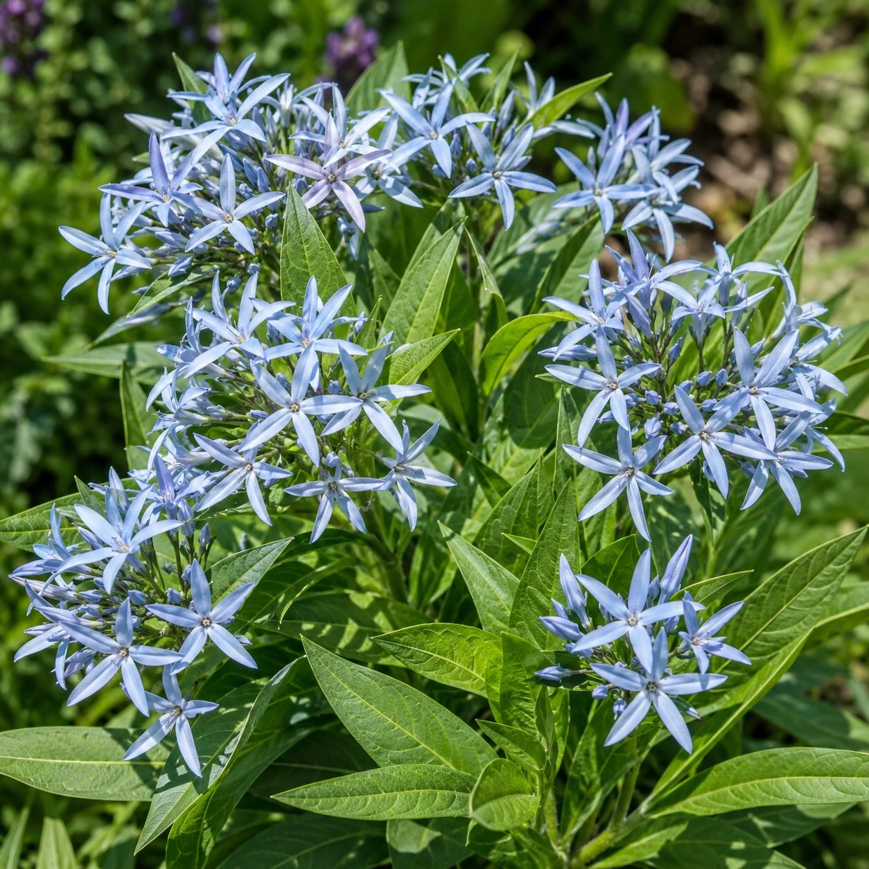 Jak pěstovat amsonii (Amsonia) – stanoviště, půda a péče