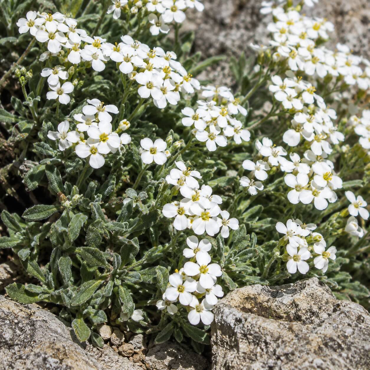 Jak pěstovat huseník (Arabis) – stanoviště, půda a péče