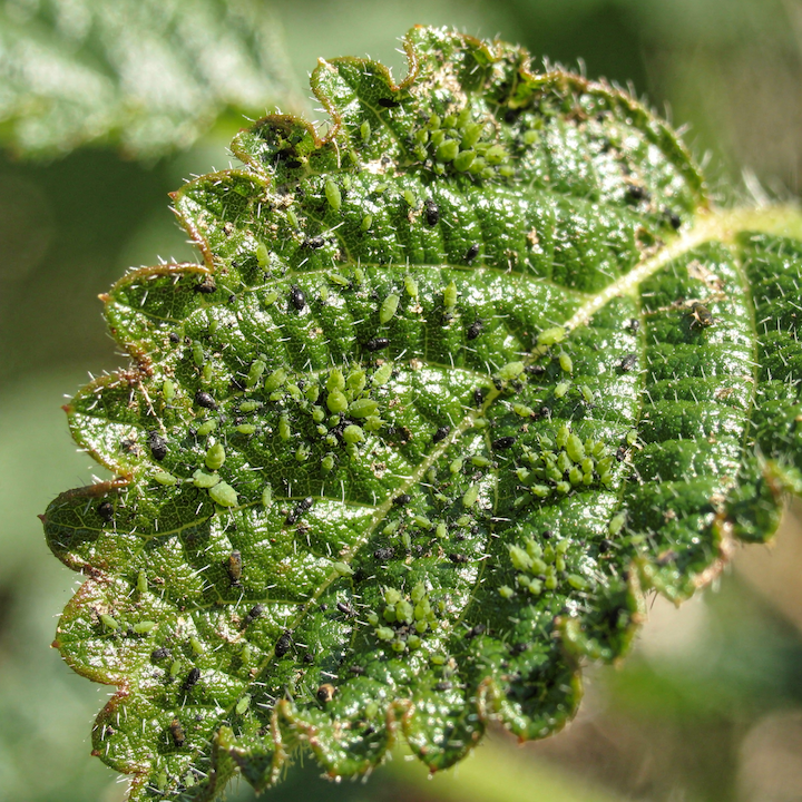 Mšice na rostlinách – jak poznat napadení a kdy má zásah smysl