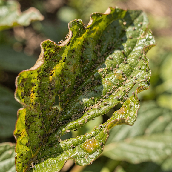 Saví škůdci rostlin – jak je poznat podle listů a kdy zasáhnout