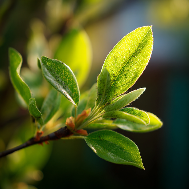 Mšice na ovocných stromech – jak poznat napadení a kdy zasáhnout