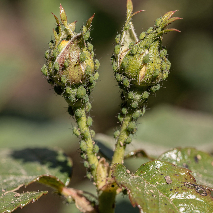 Mšice na růžích – jak poznat napadení a kdy má zásah smysl