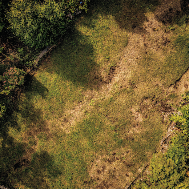 Přetížení trávníku – když porost nezvládá, co po něm chceme