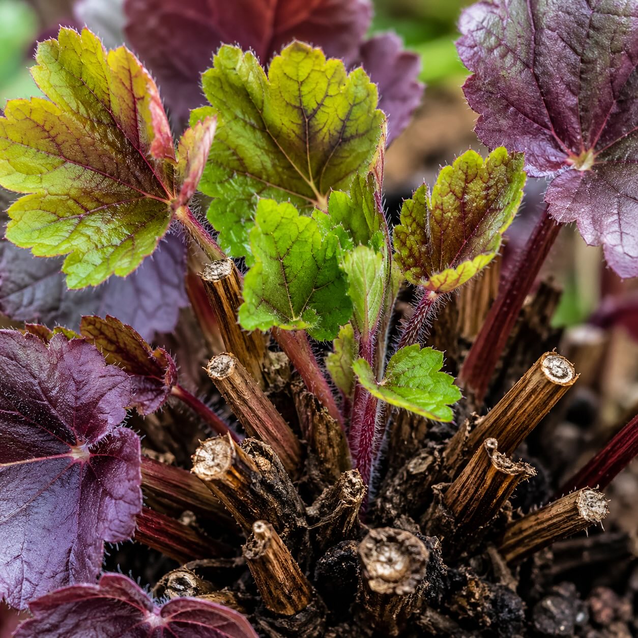 Řez a údržba dlužichy (Heuchera) – kdy odstranit listy a jak omladit trs