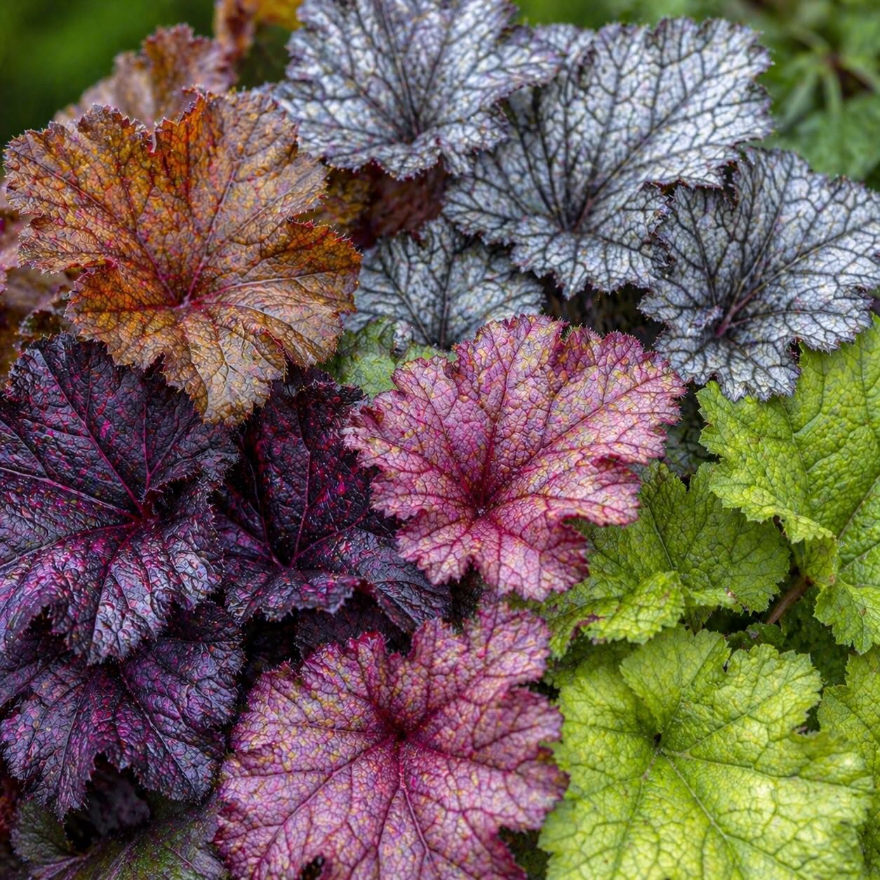 Druhy dlužichy (Heuchera) – rozdělení podle barvy listů a využití v zahradě