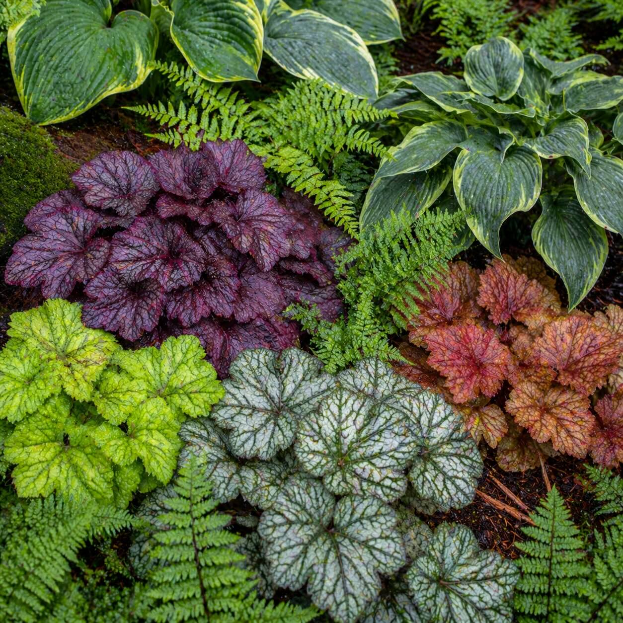 Jak kombinovat dlužichu (Heuchera) – trvalky do stínu, struktura a barevné výsadby