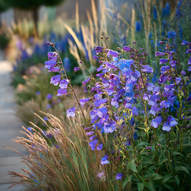 Dračík (Penstemon) – pěstování a stanoviště